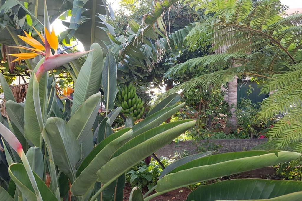 City View Gardens Funchal  Esterno foto